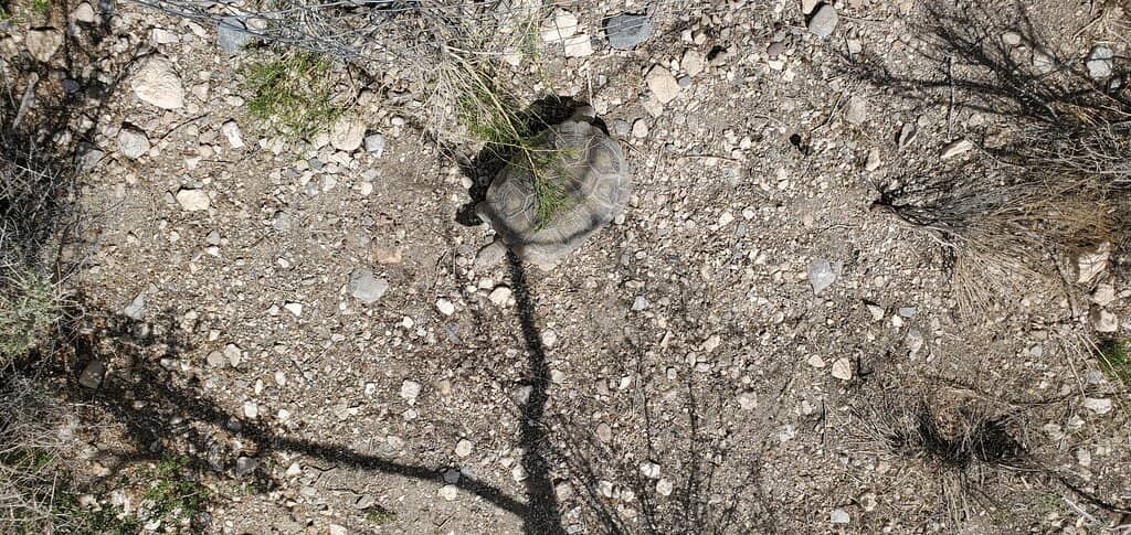 Turtlehead Peak Trail