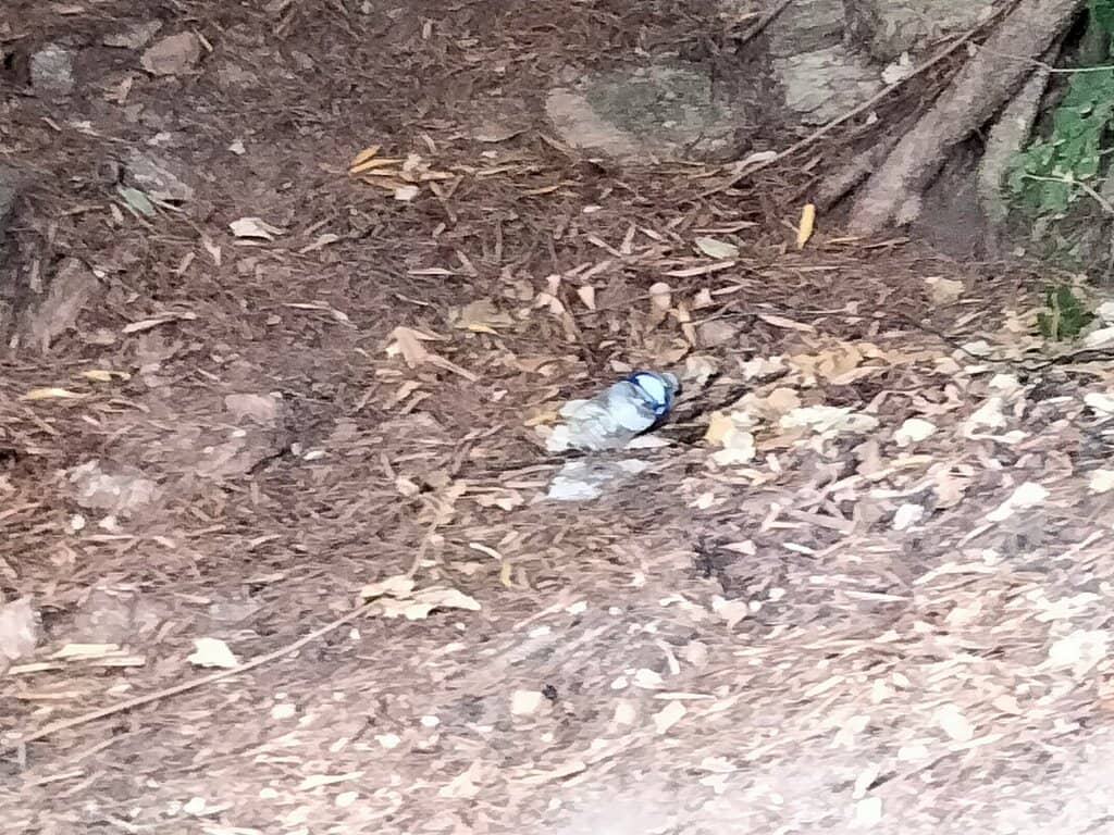 Medieval Wall Backdrop