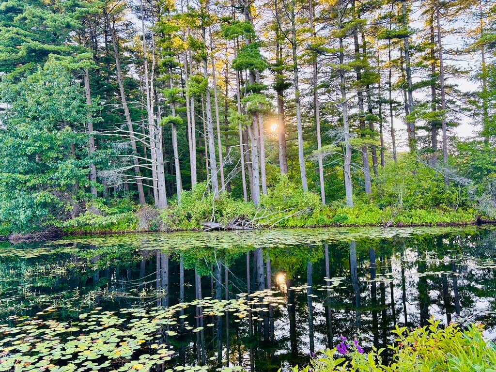 Nature's Tranquility