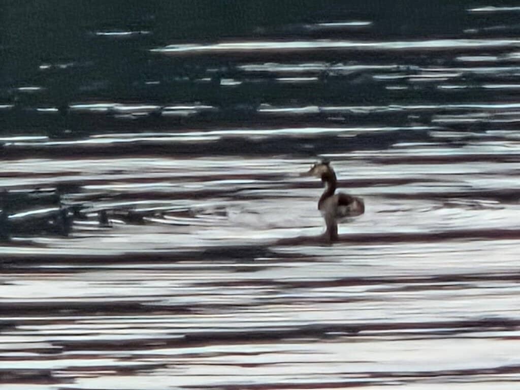 Boardwalks Through the Reeds