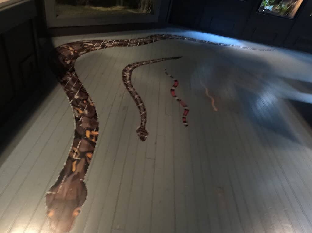 Reptile Realm Wonders