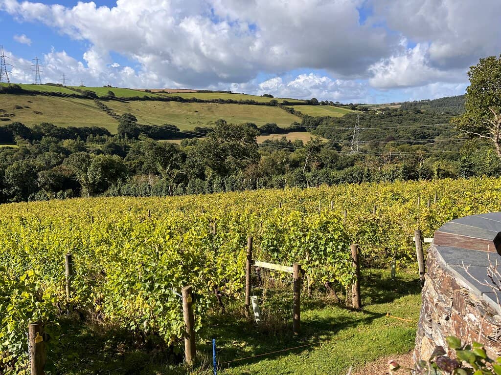 Award-Winning Sparkling Wines