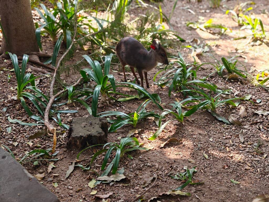 Captivating Bird Shows