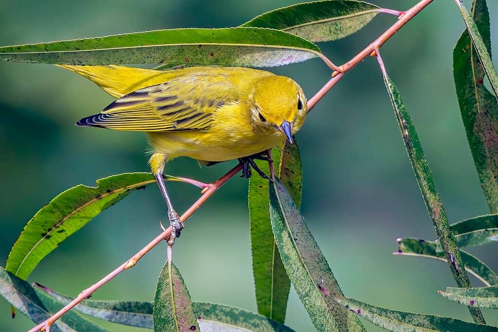 Educational Exhibits