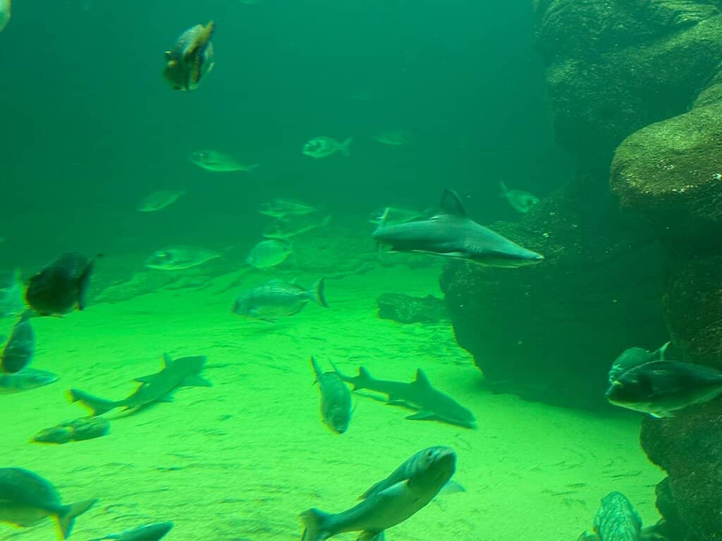 Aquarium Wonders