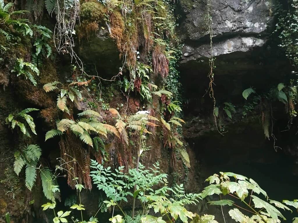 Belmore Forest Waterfall