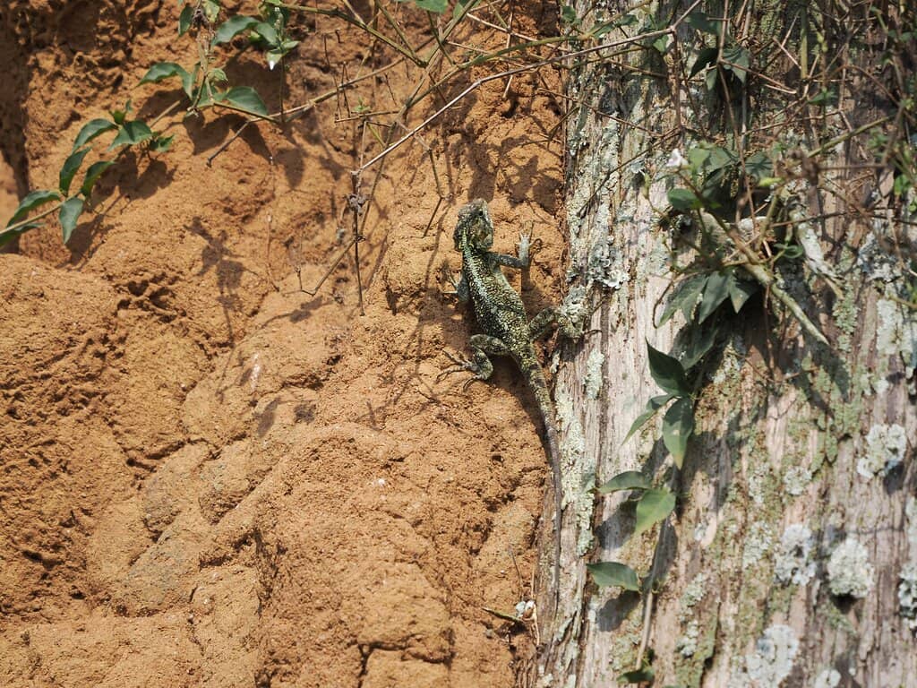 Abundant Birdlife and Monkeys