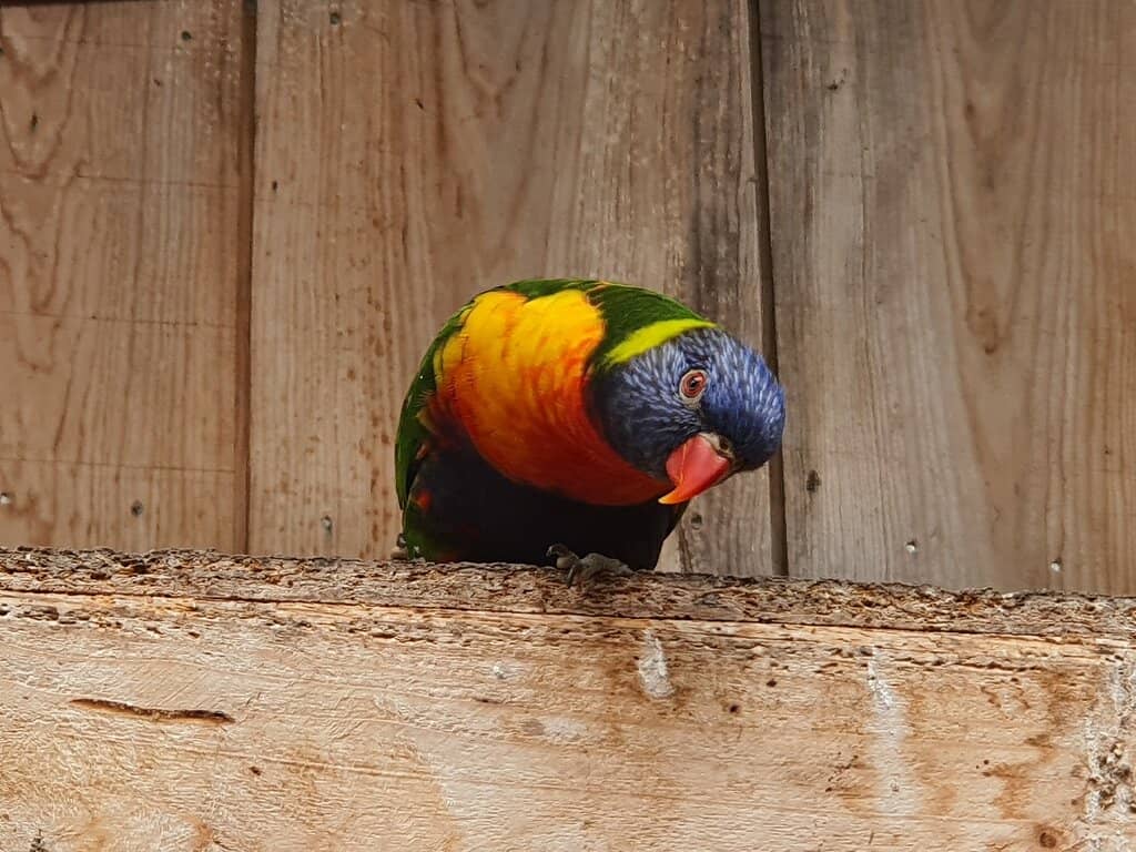 Piranha and Koi Ponds