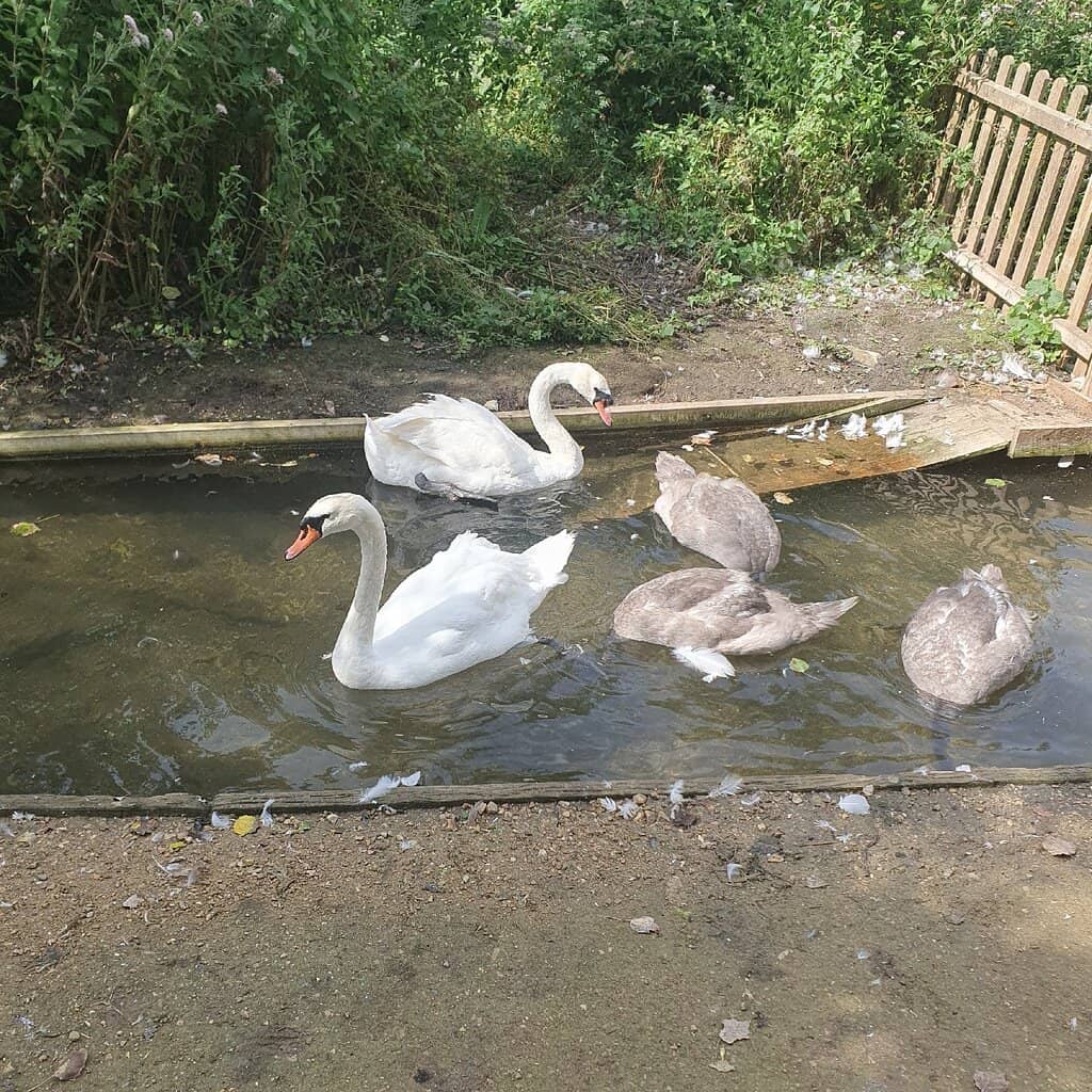 Baby Swans (Cygnet Season)