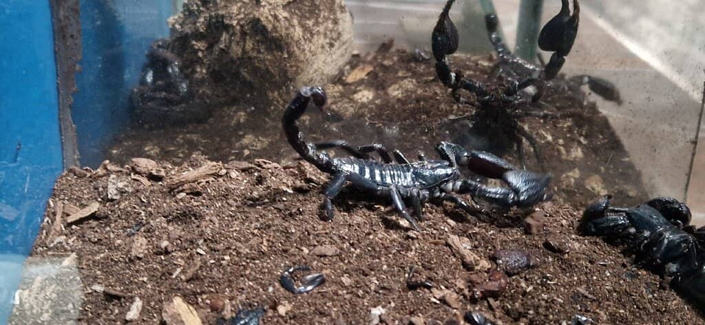 Insect Museum & Breeding Room