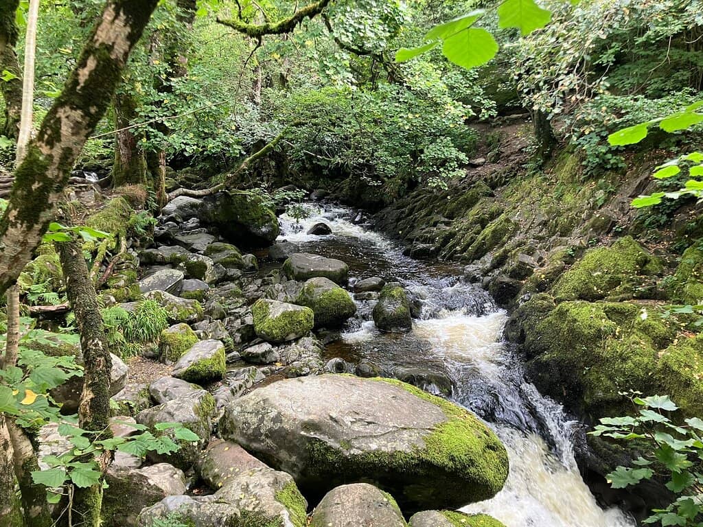Woodland Trails