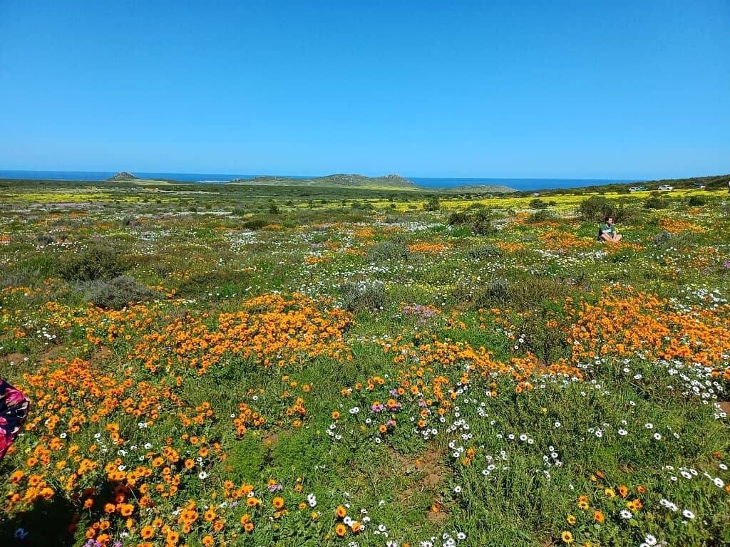 Wildflower Spectacle