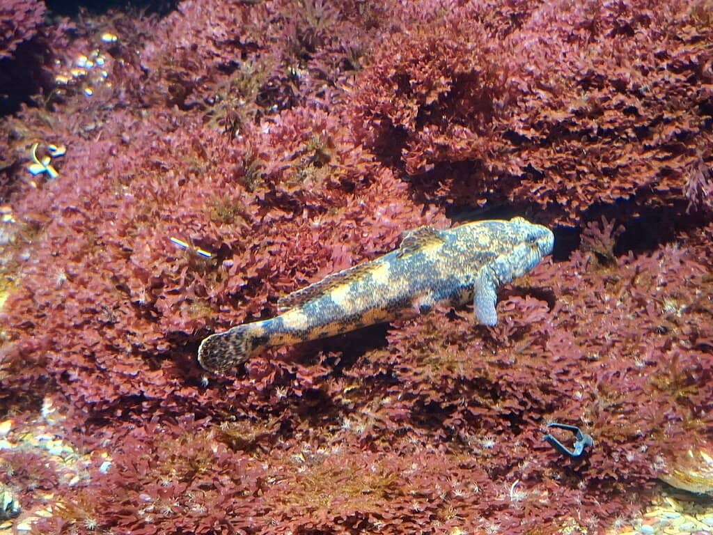 Marine Biology Library