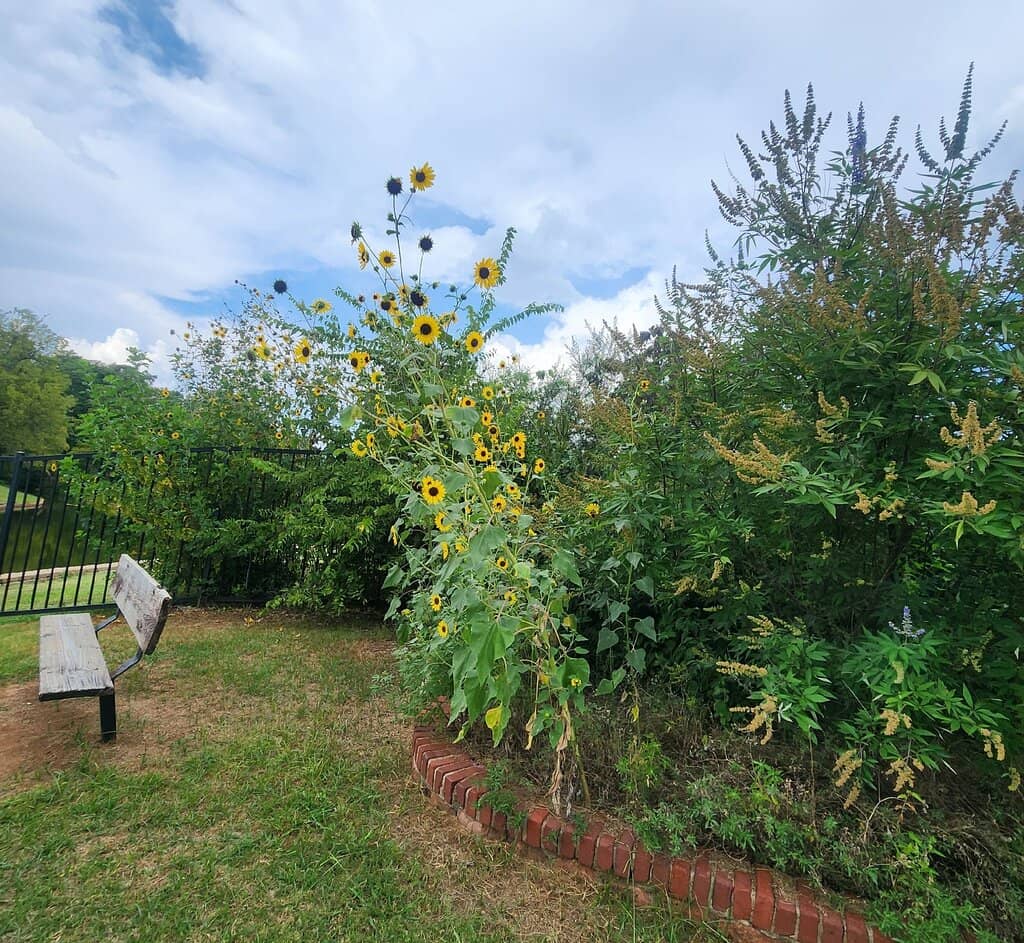 Charles E. Sparks Rose Garden
