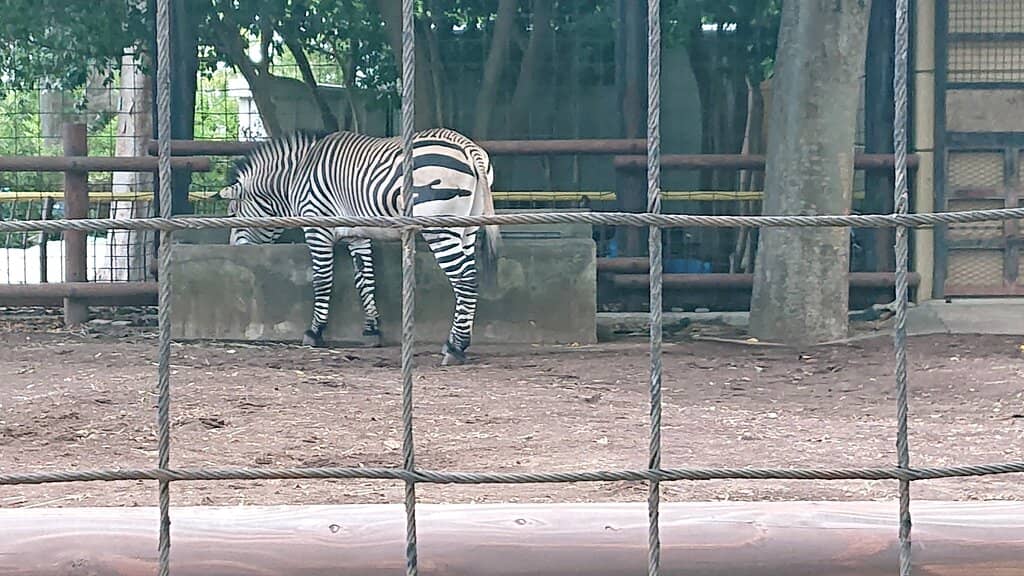 Japanese Wildlife