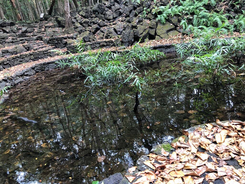 Araucaria Forest