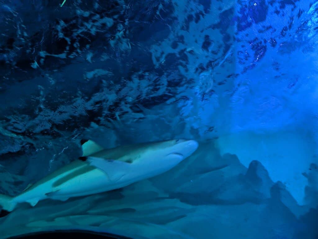 'Under The Sea' Experience