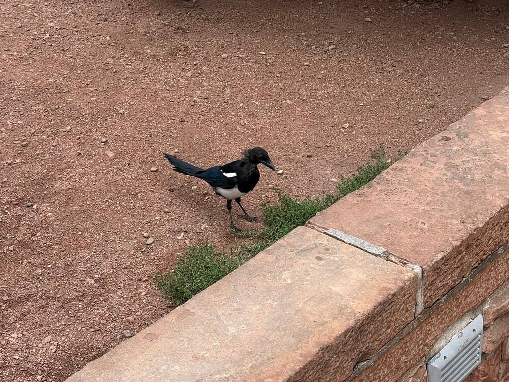 Open-Air Performances