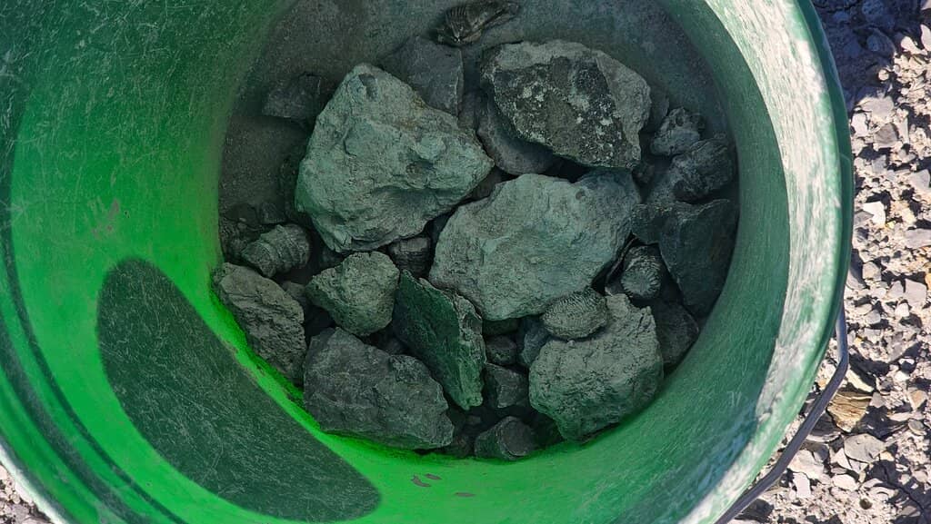 Trilobite Hunting