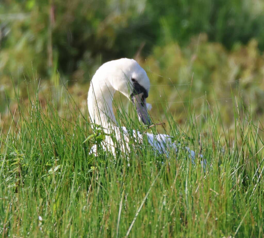 Peaceful Reedbed Walks