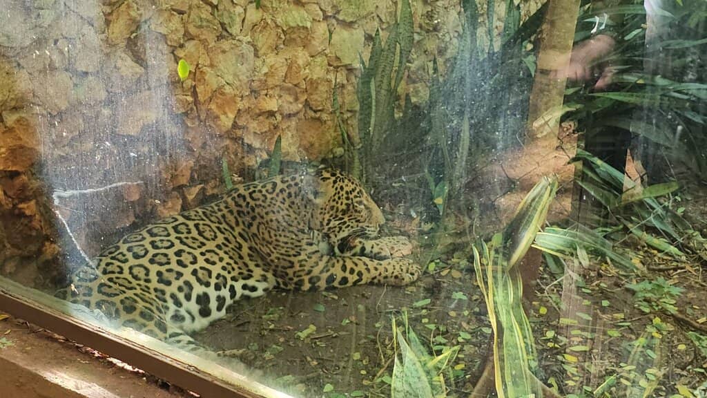 Rescued Animal Sanctuary