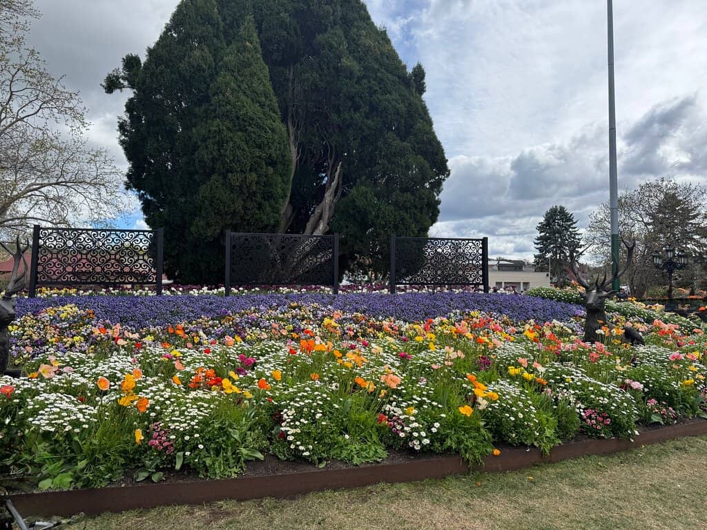 Live Performances & Stalls