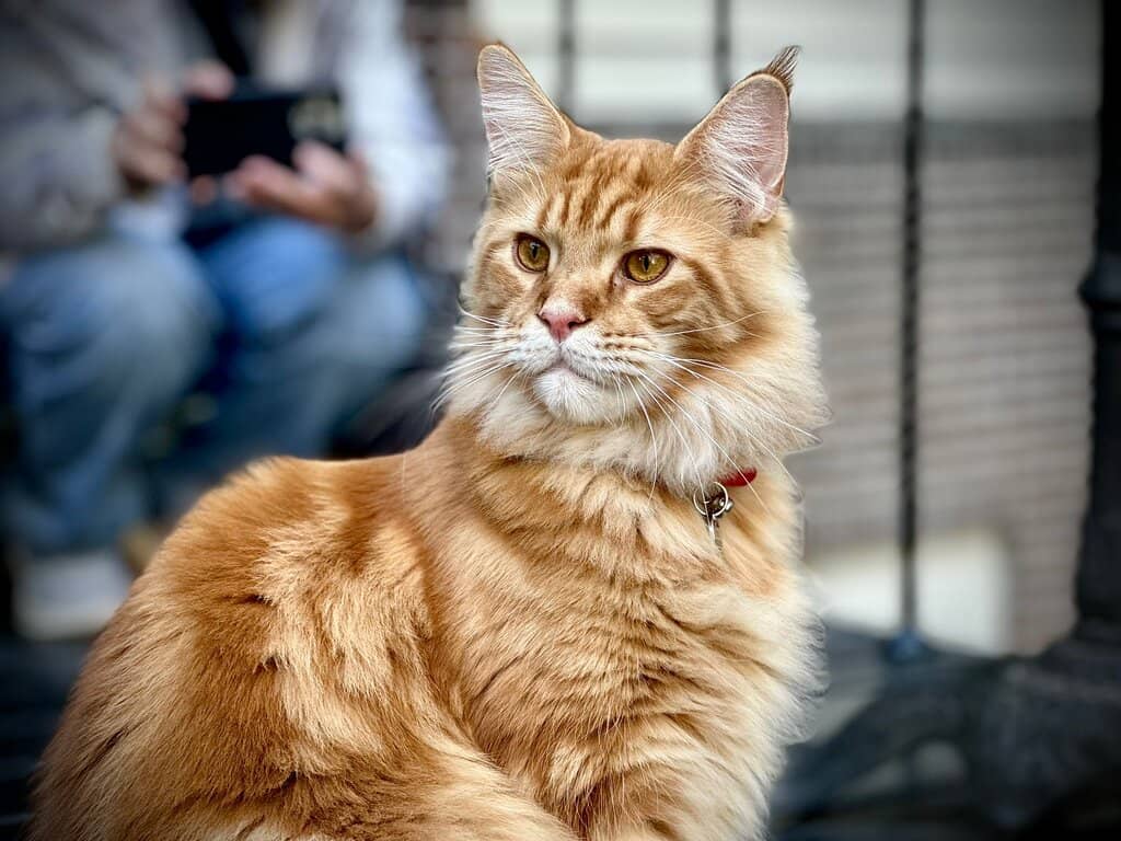 Masterpieces of Feline Art