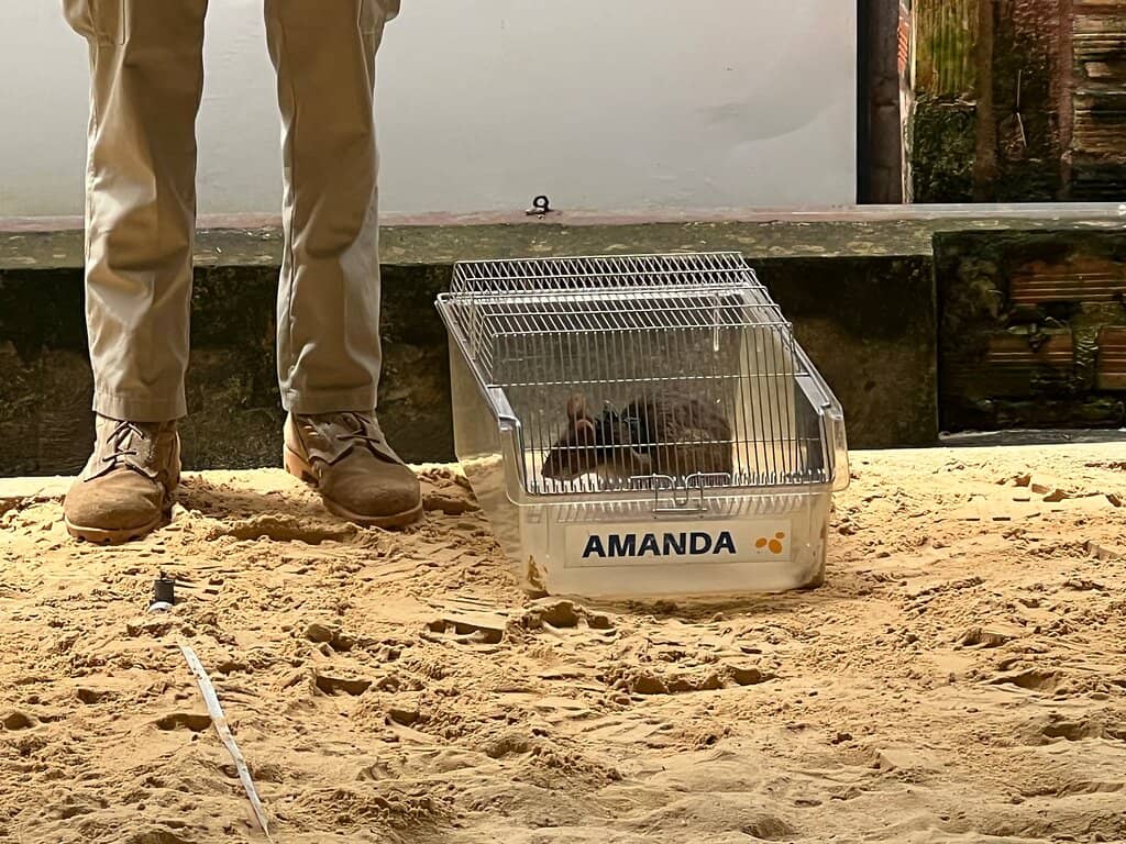 Meet a HeroRAT