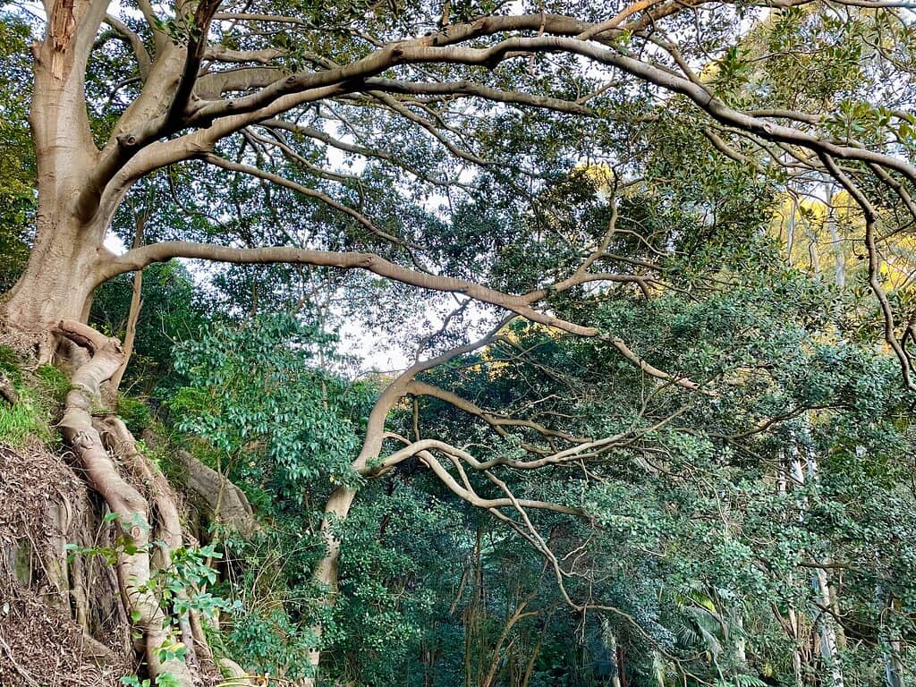 Tennis Courts & Cricket Pitch