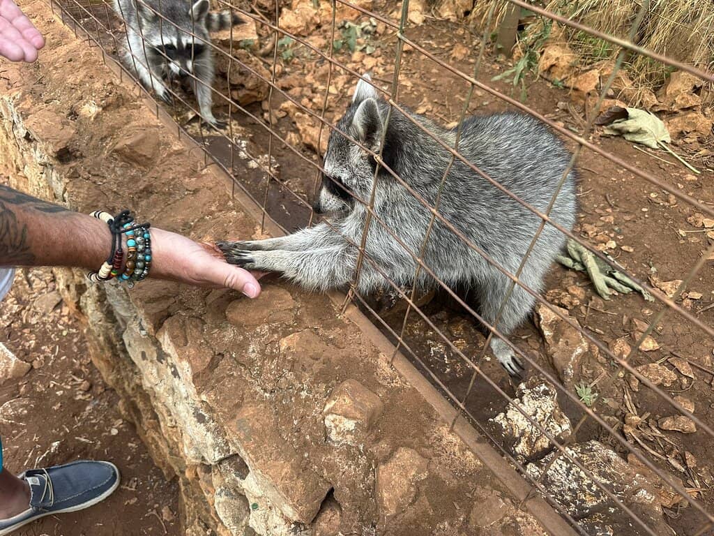 Hand-Feeding the Deer