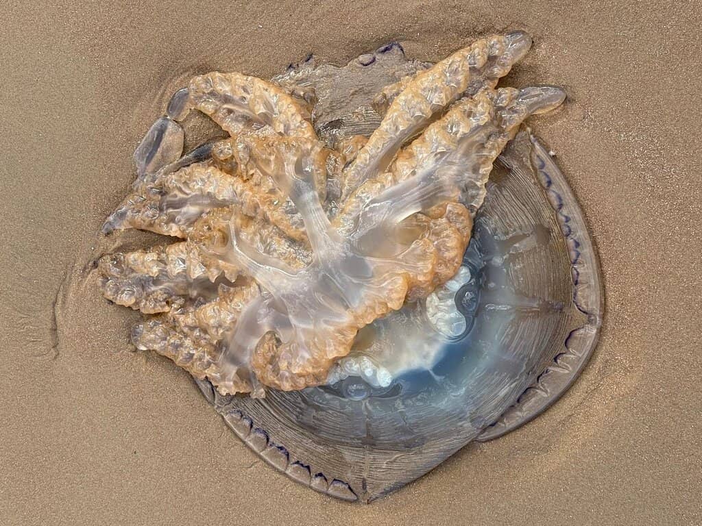 Vertical photo
