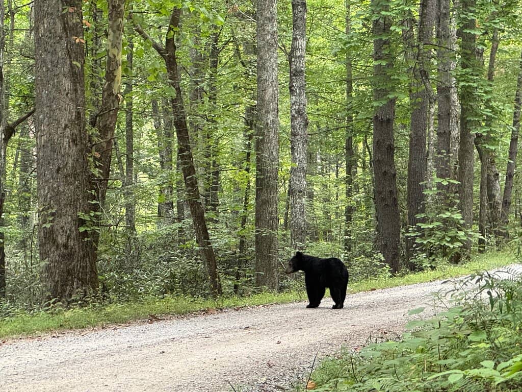 Scenic Wildlife Drive