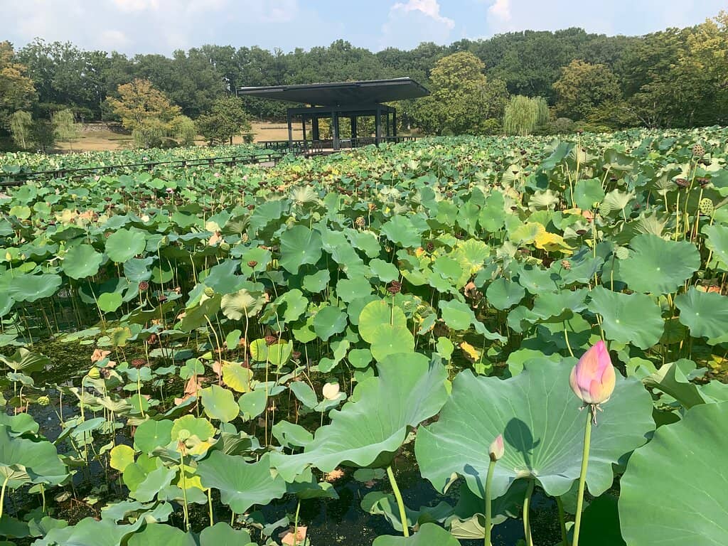 Integrated Tea House