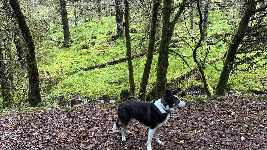 Lochan Reòidhte