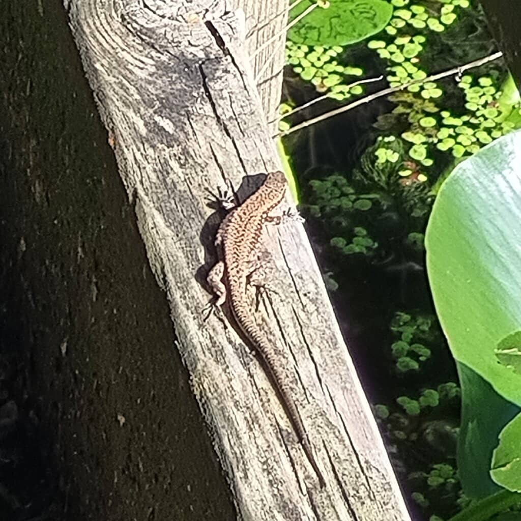 Diverse Plant Collection