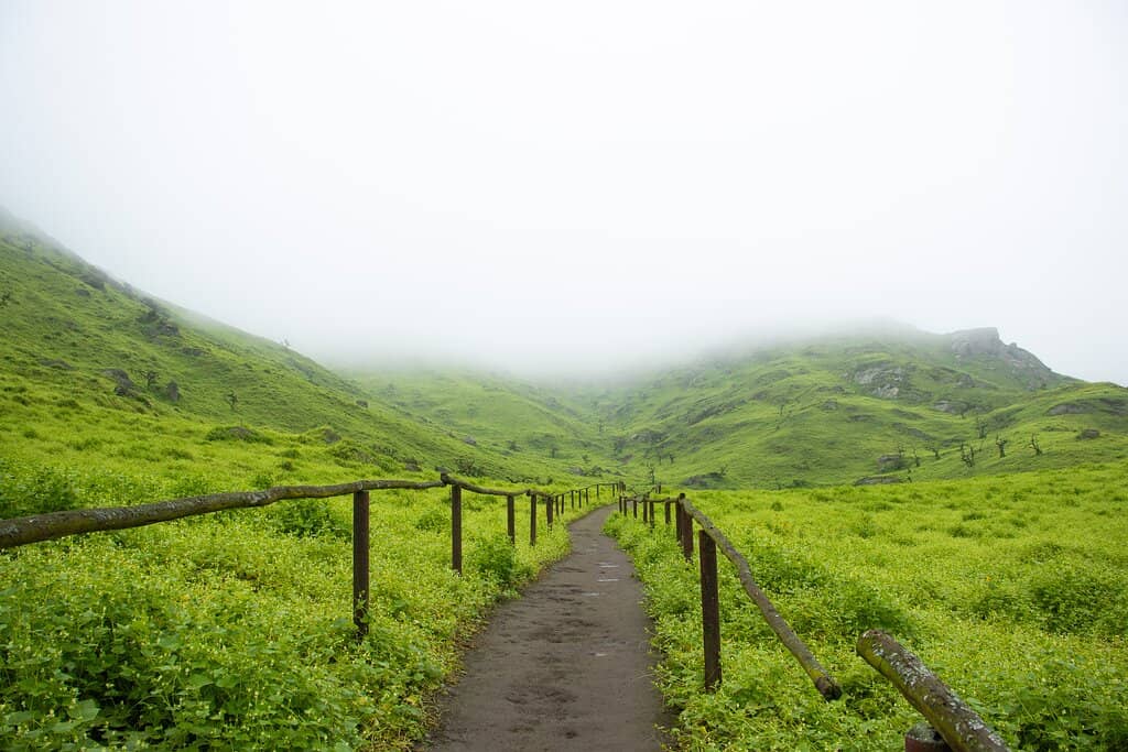 The Green Oasis