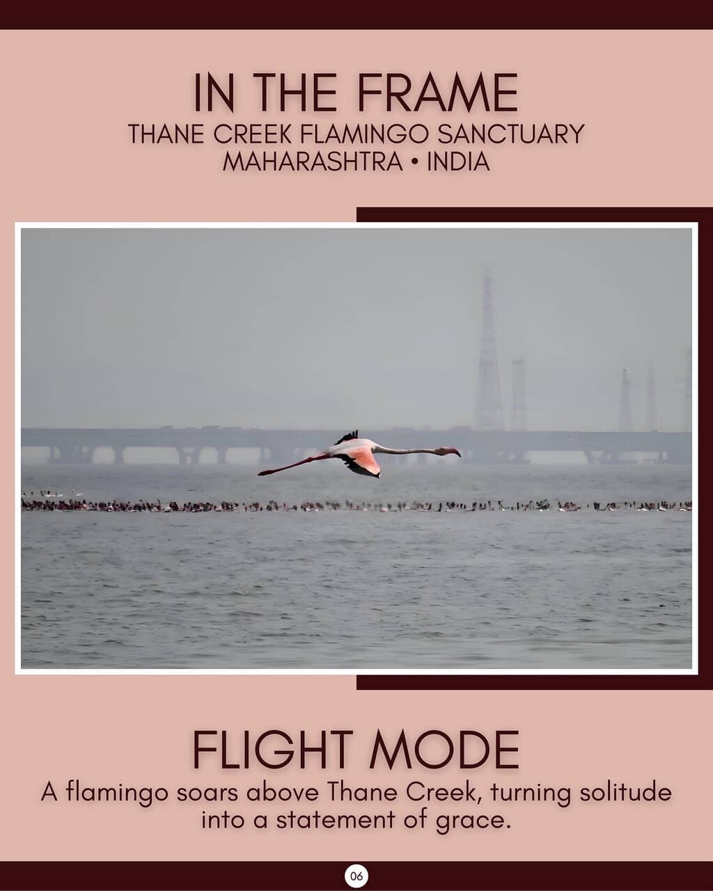 Flamingo Museum