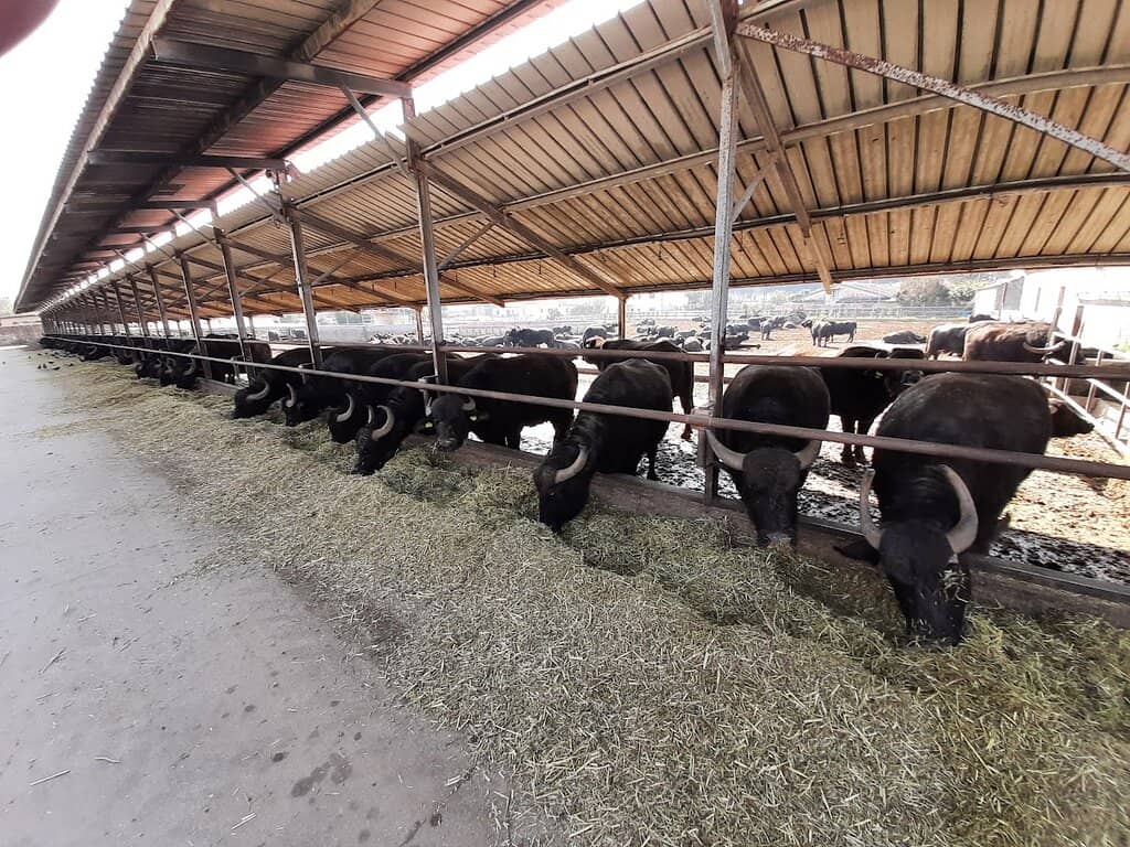 Water Buffalo Encounter