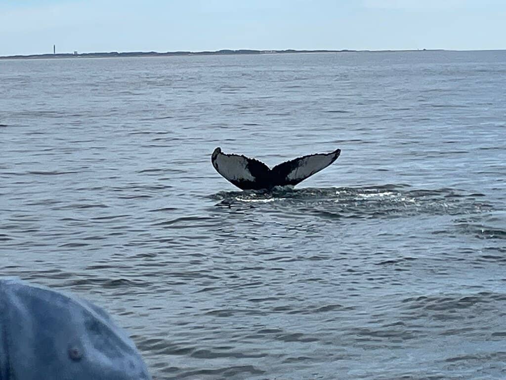 Fin Whale Sightings