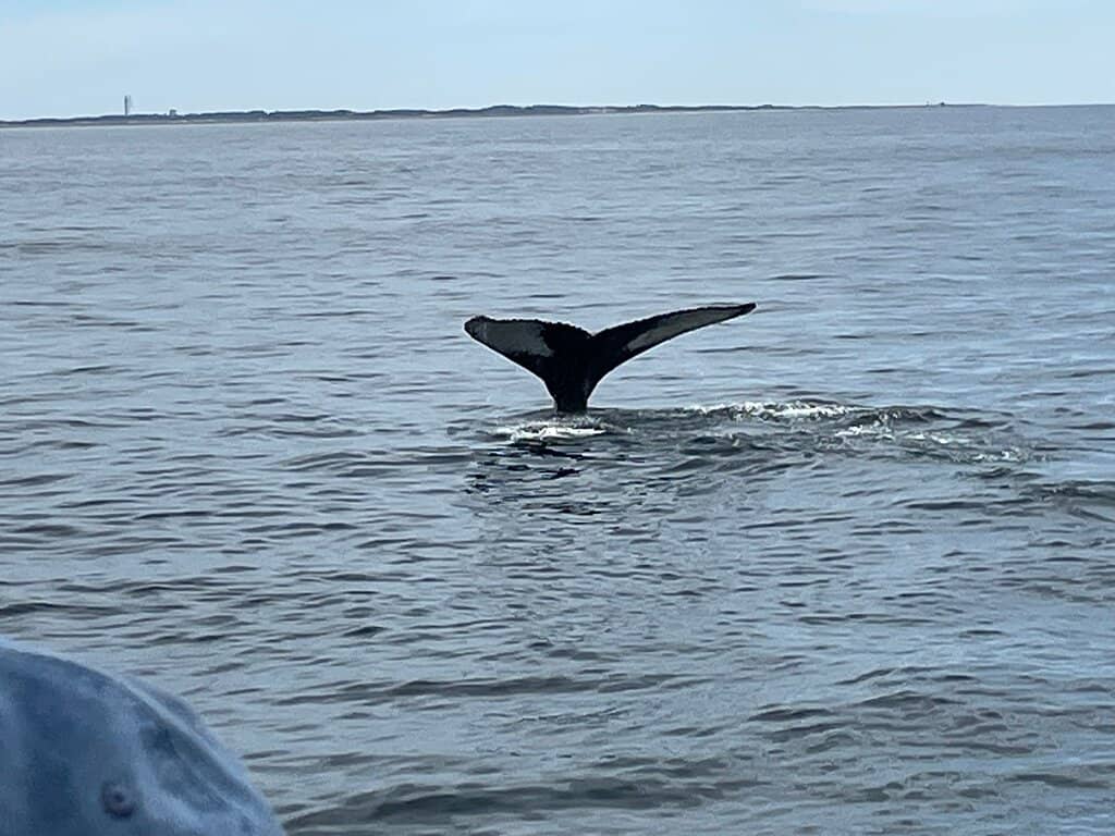 Humpback Whale Encounters