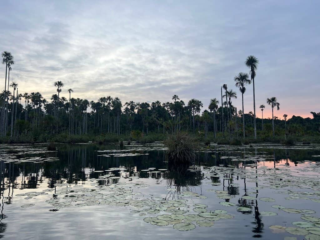 Caiman Encounters
