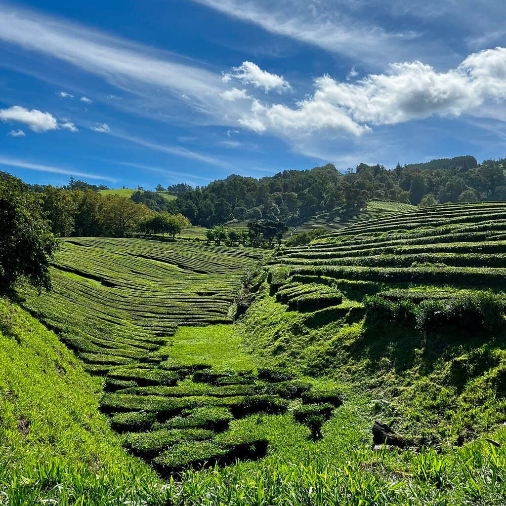 Complimentary Tea Tasting