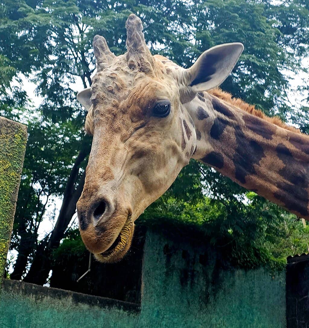 Giraffe Feeding
