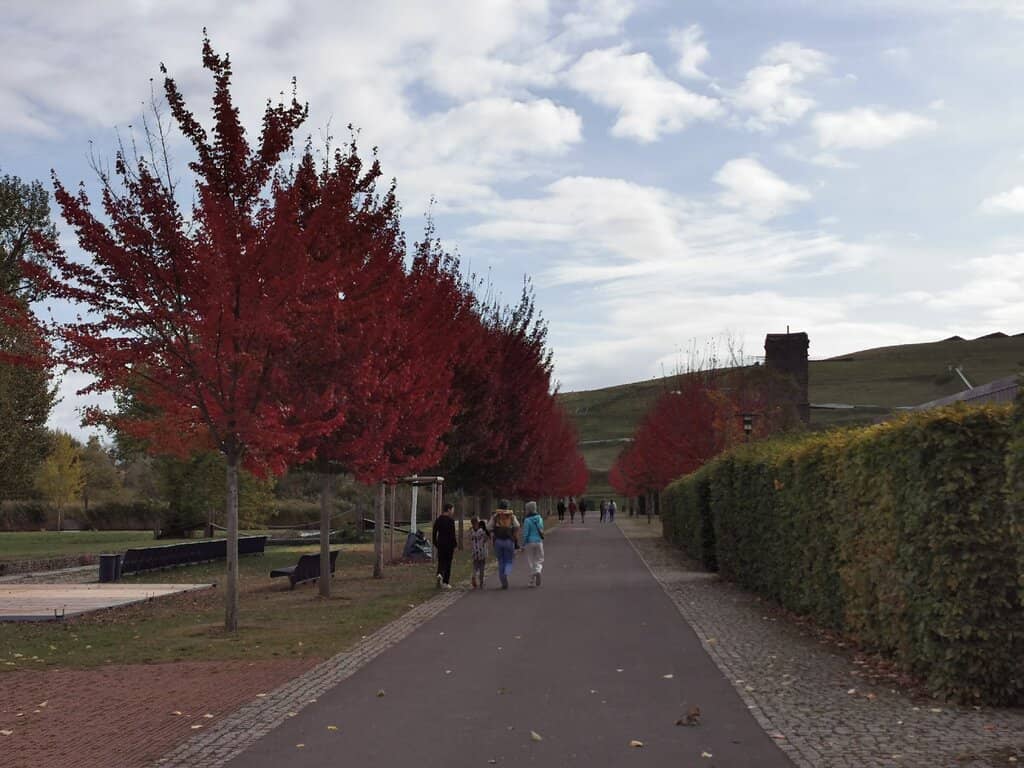 Lianenschaukel (Vine Swing)