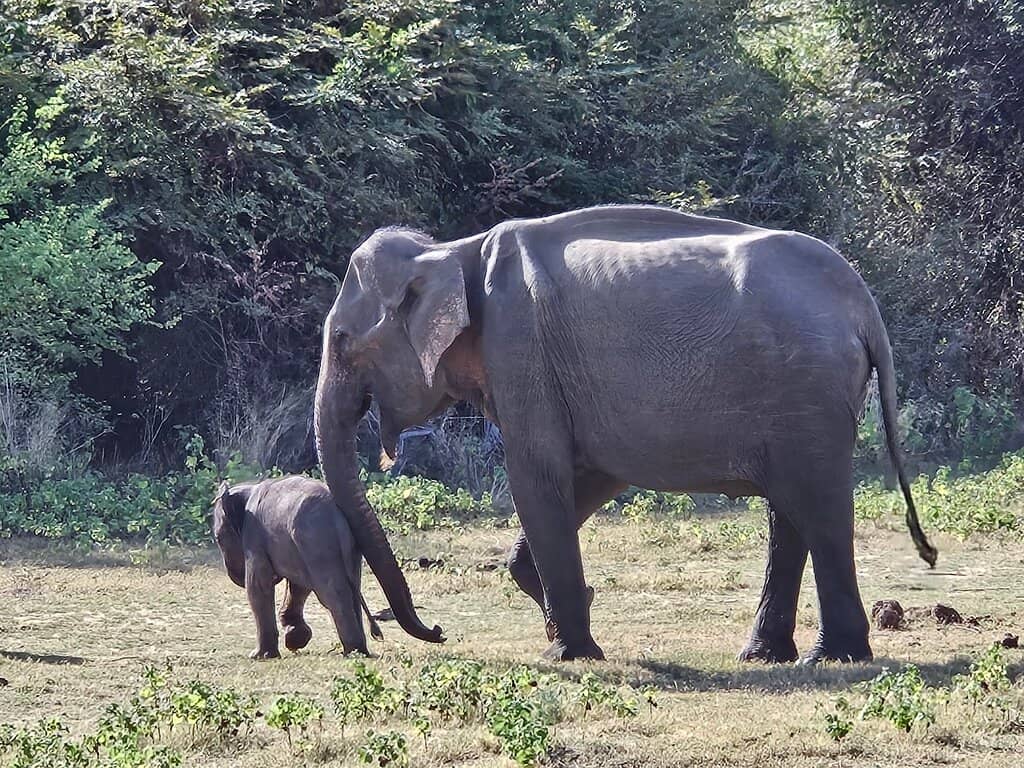 Diverse Wildlife