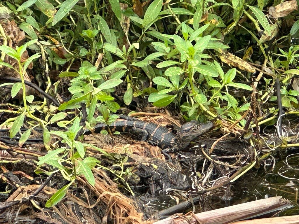 Knowledgeable Captains