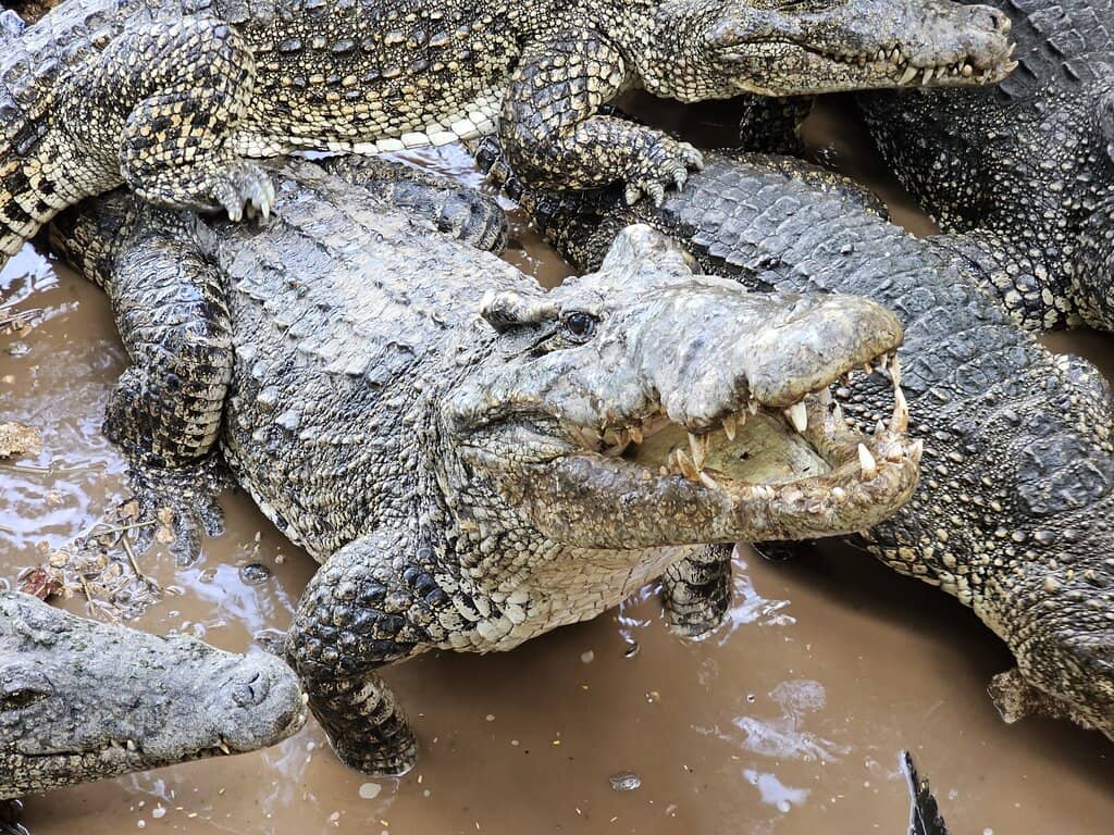 Long Beach's Tribute