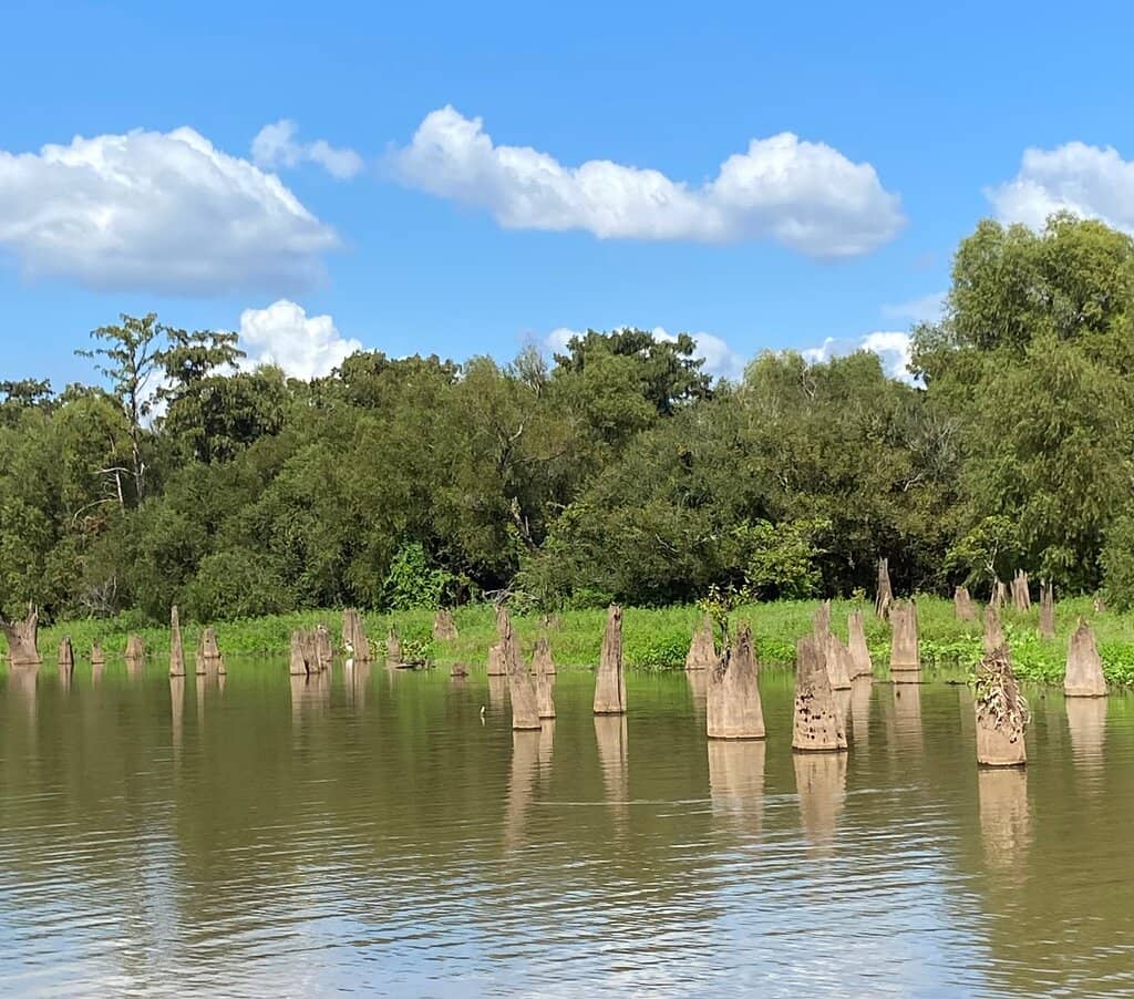 Cypress Trees & Swamp Scenery