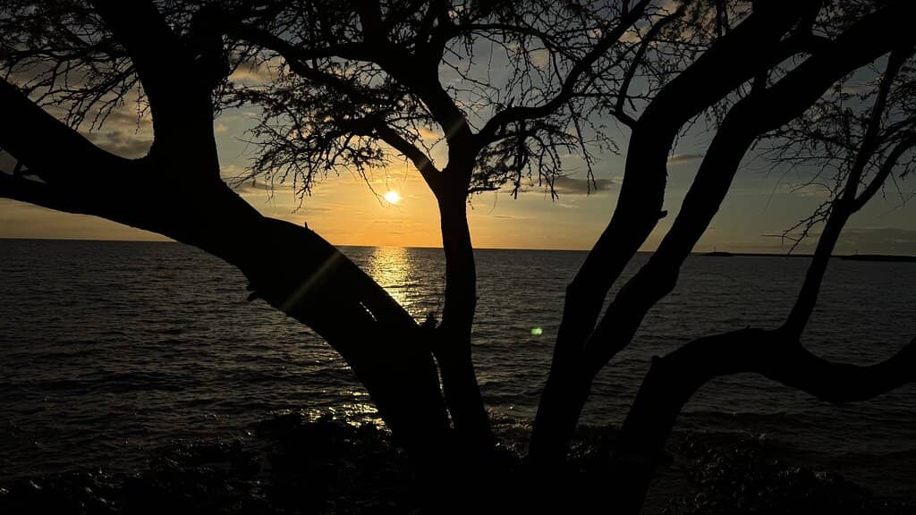 Sunset Spectacles