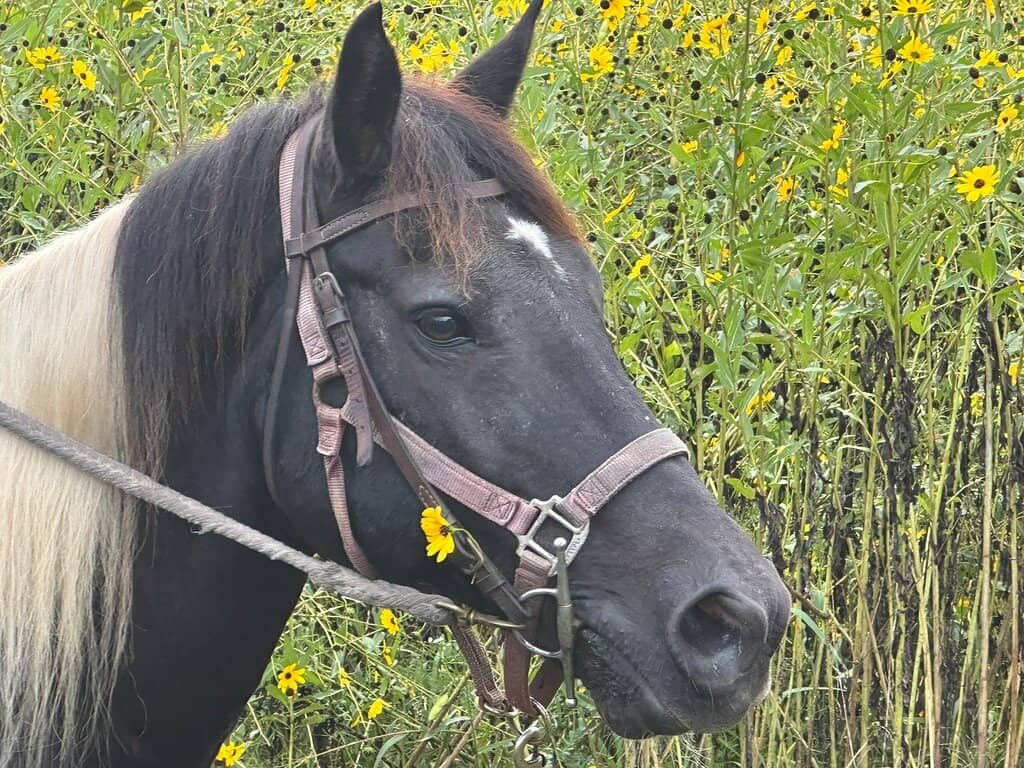 Meet the Ranch Animals